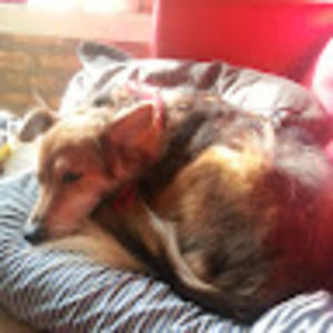 Meet your Posher, Belle